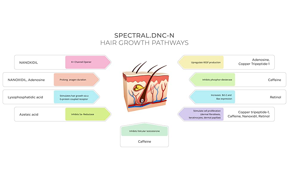 How Spectral DNC-N Works